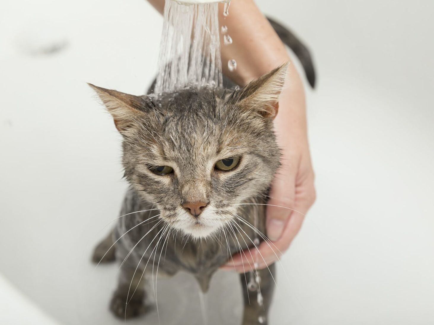 vermicon szampon dla kota zatrucie