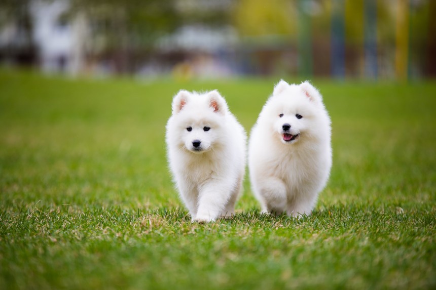 samoyed jaki szampon moze dla dzieci