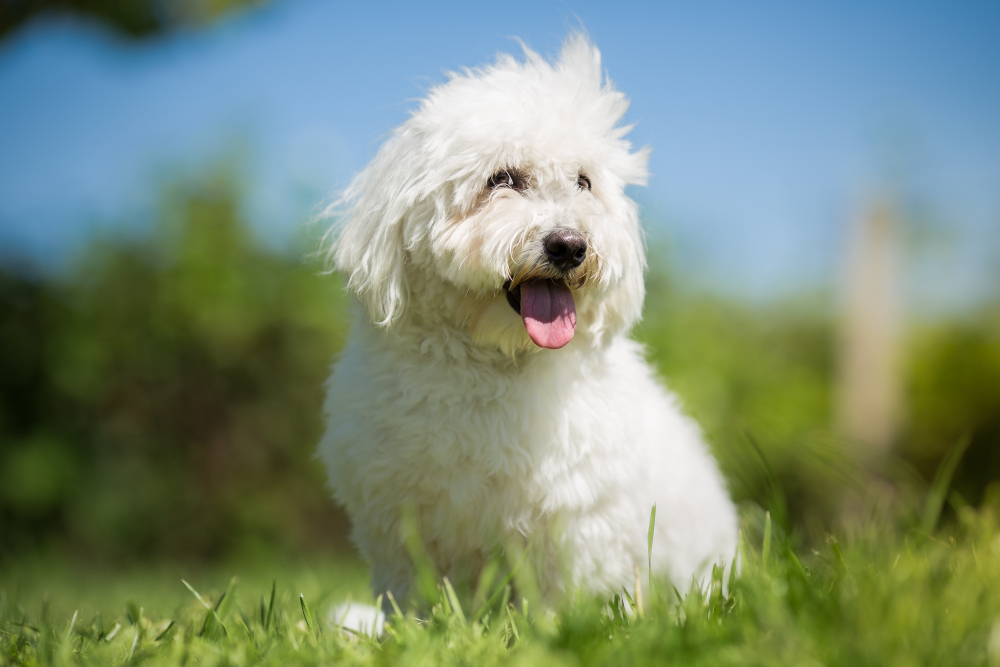 szampon dla rasy coton de tulear