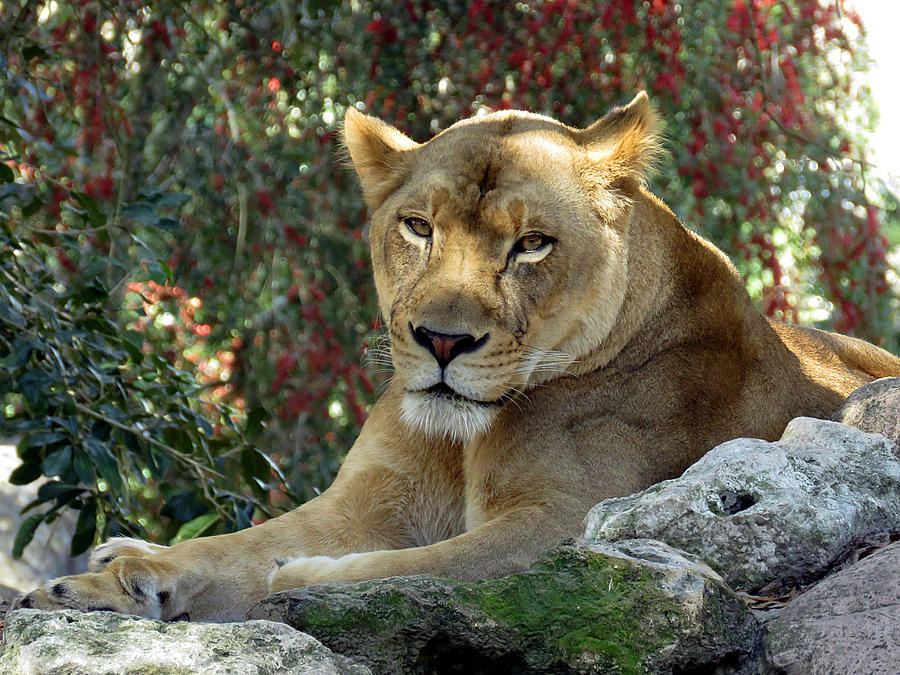 Mama lion