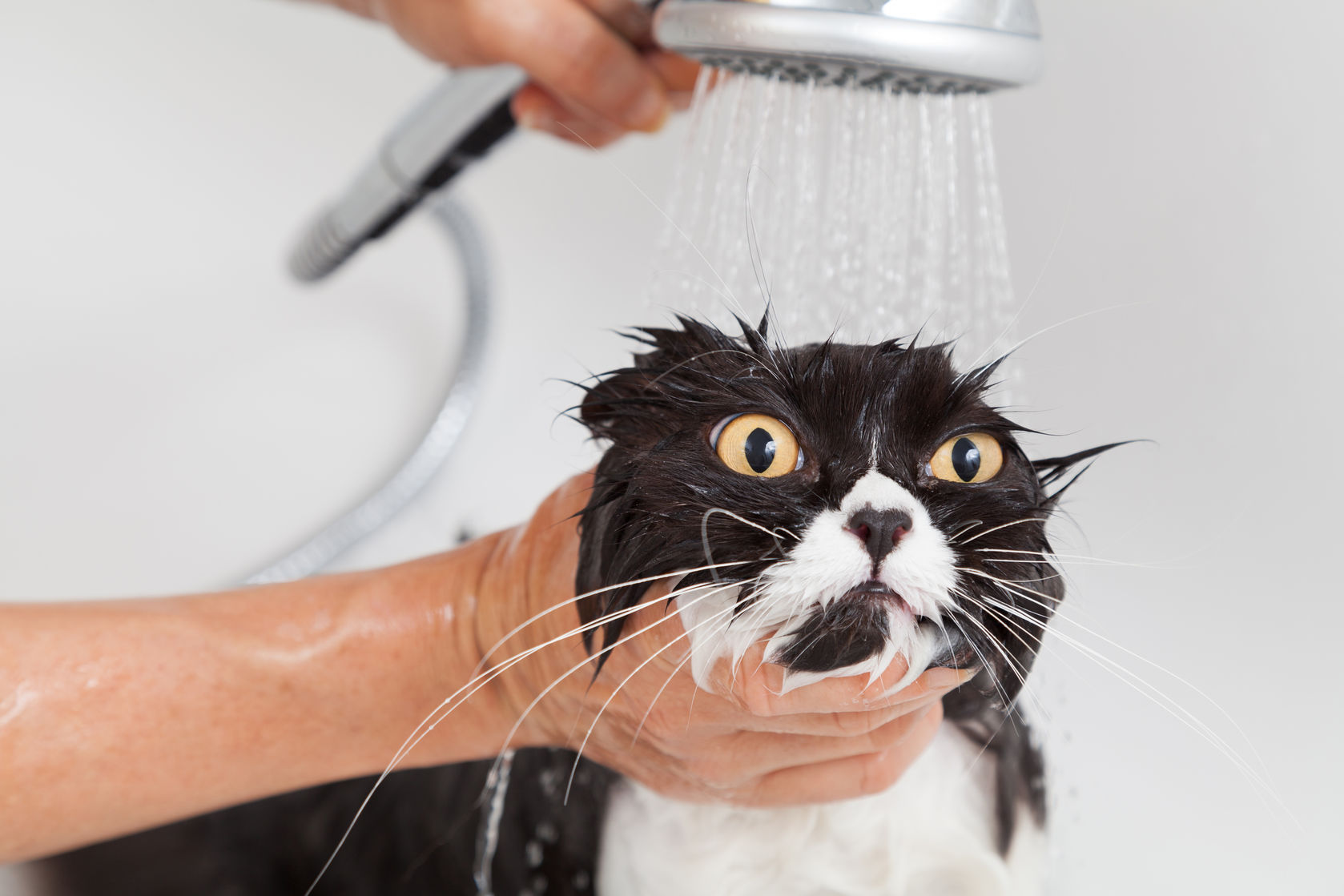 czym zastąpić szampon dla kota