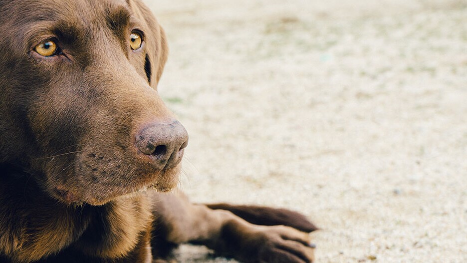 pies duży labrador i pampers