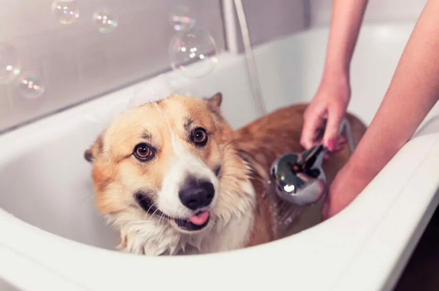 jak zrobic domowy szampon dla psa