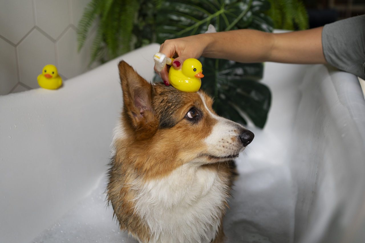 jak zrobic domowy szampon dla psa