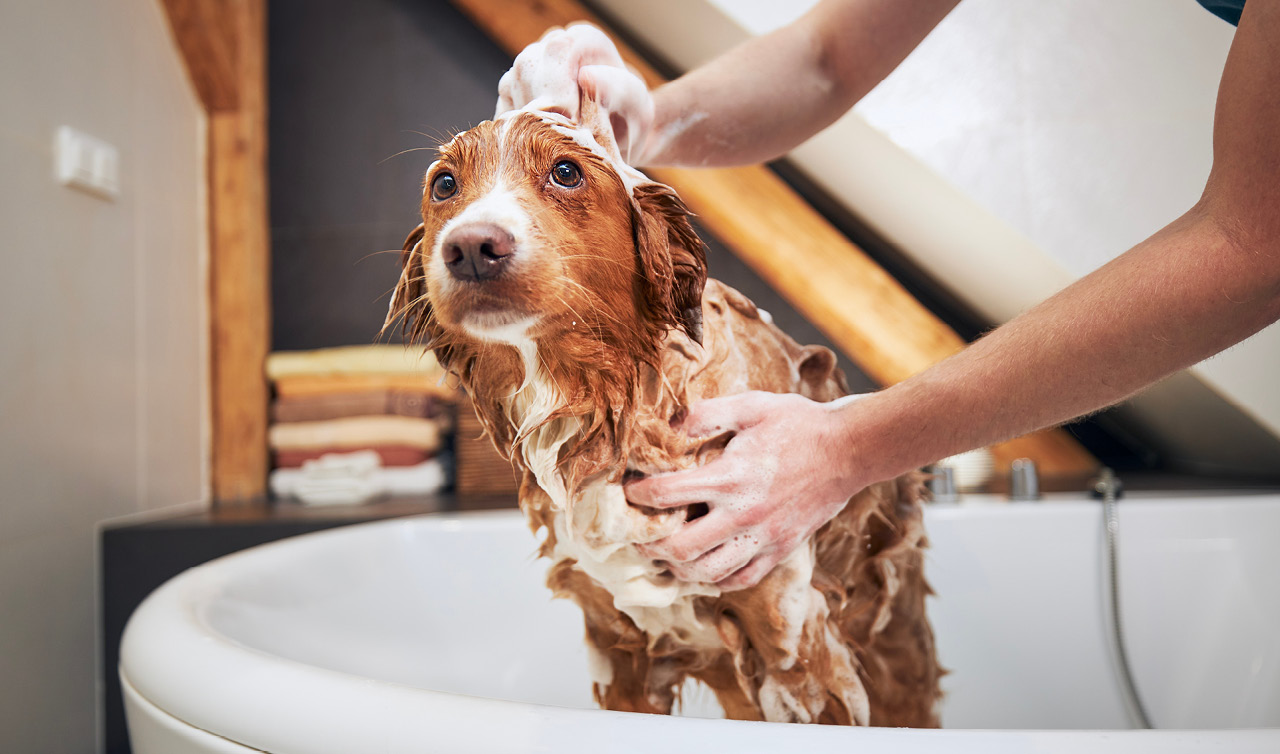 szampon dla psa i od pasożytów