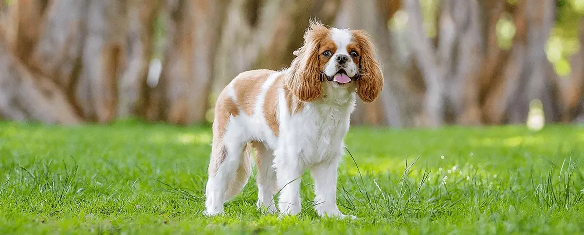 jaki szampon najlepszy dla cavalier king charls spaniela