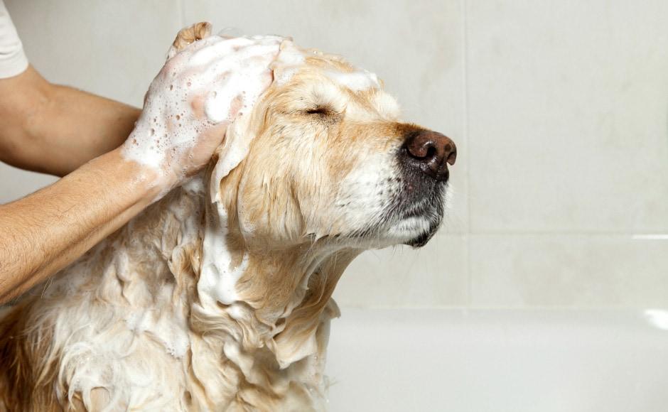 szampon dla psa na alergie