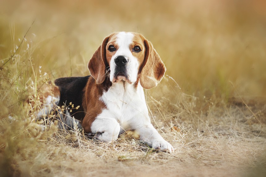 beagle potrzebuje szampon dla ras szorstkowłosych