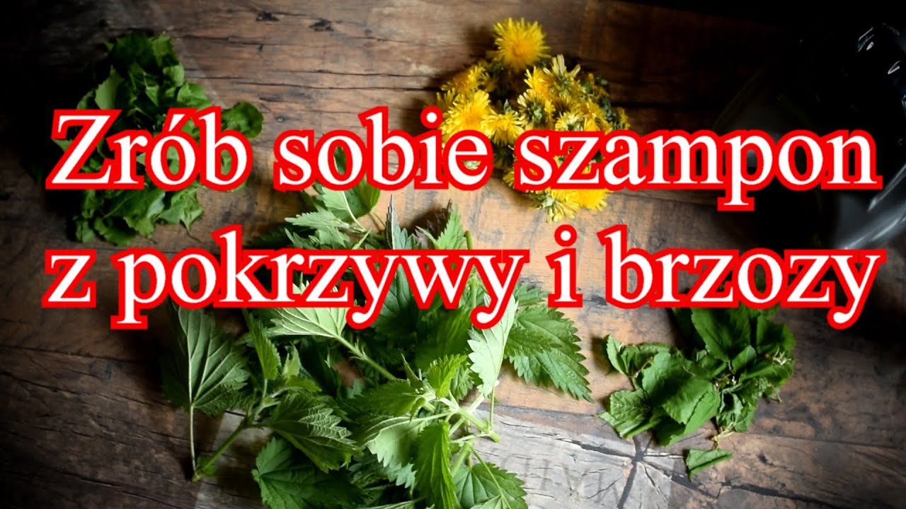 szampon z pokrzywy diy