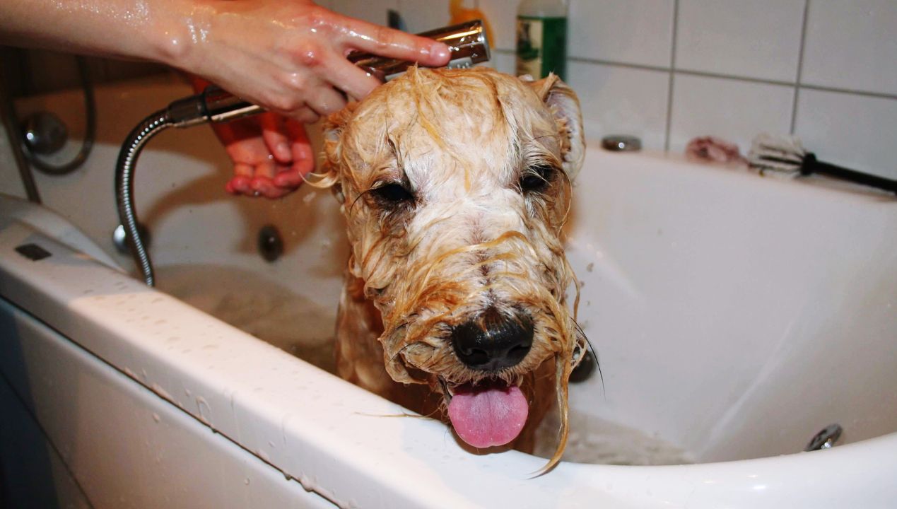 jak zrobić szampon dla psa