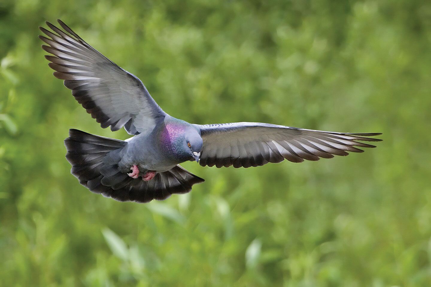 pigeon teeth