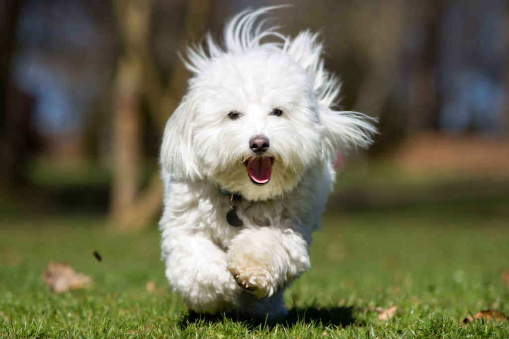 szampon dla rasy coton de tulear