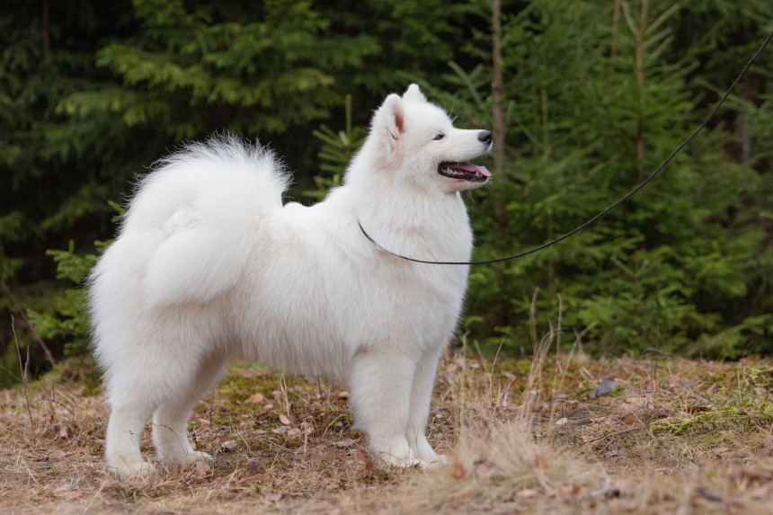 samoyed jaki szampon