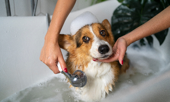 garnier odżywka do włosów bez spłukiwania