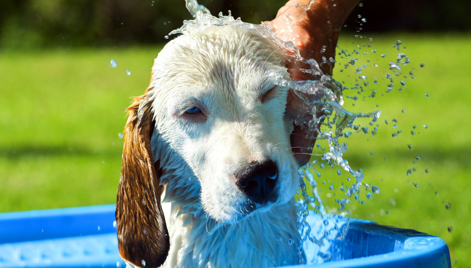 uczulenie psa na szampon over zoo objawy