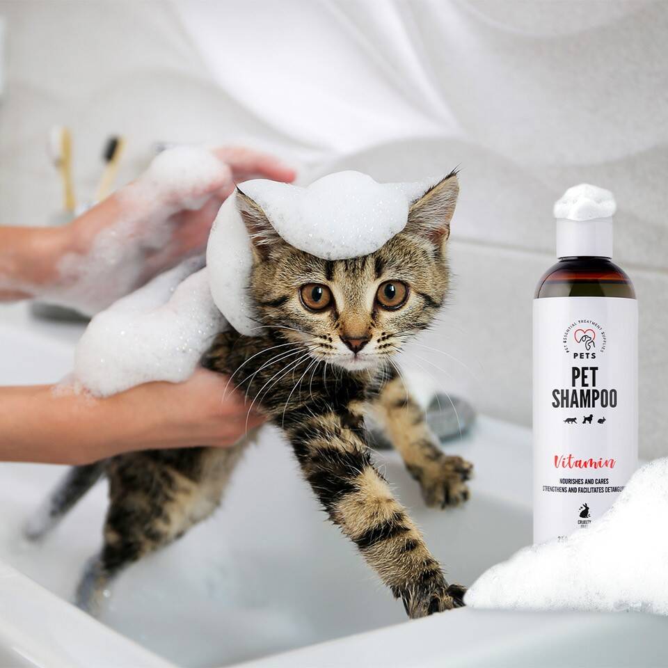 szampon dla małych kotów