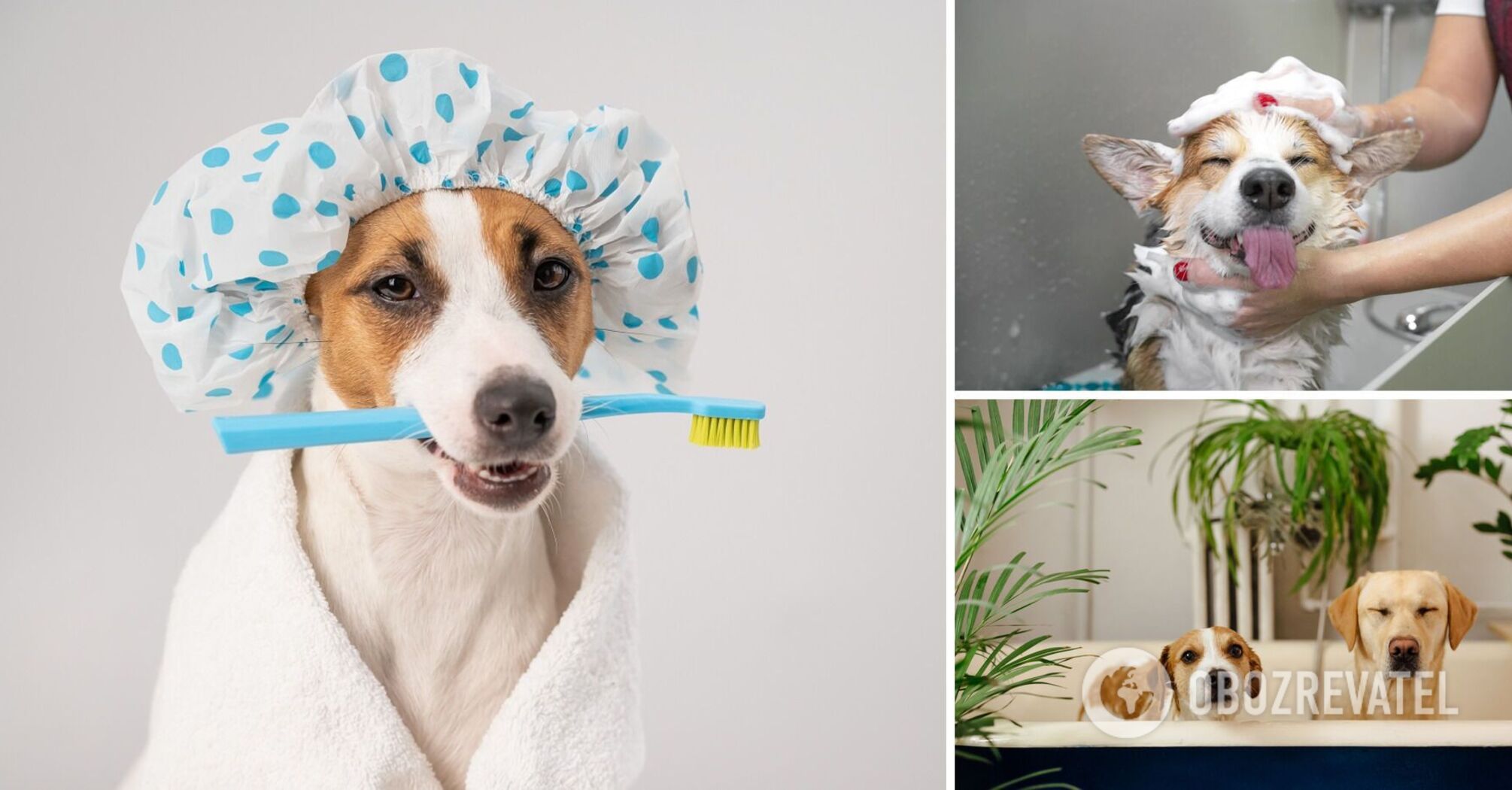 czym można zastąpić szampon dla psa