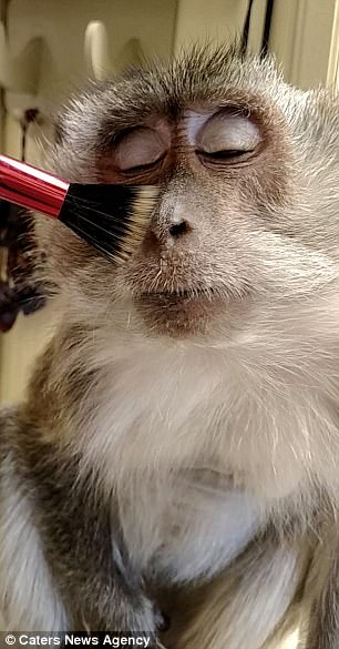 pamper monkey