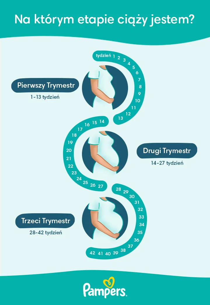 kalendarz ciąży który tydzień pampers