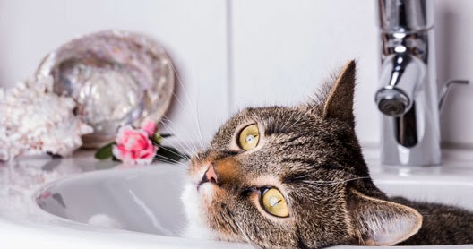 suchy szampon dla kota jak stosować
