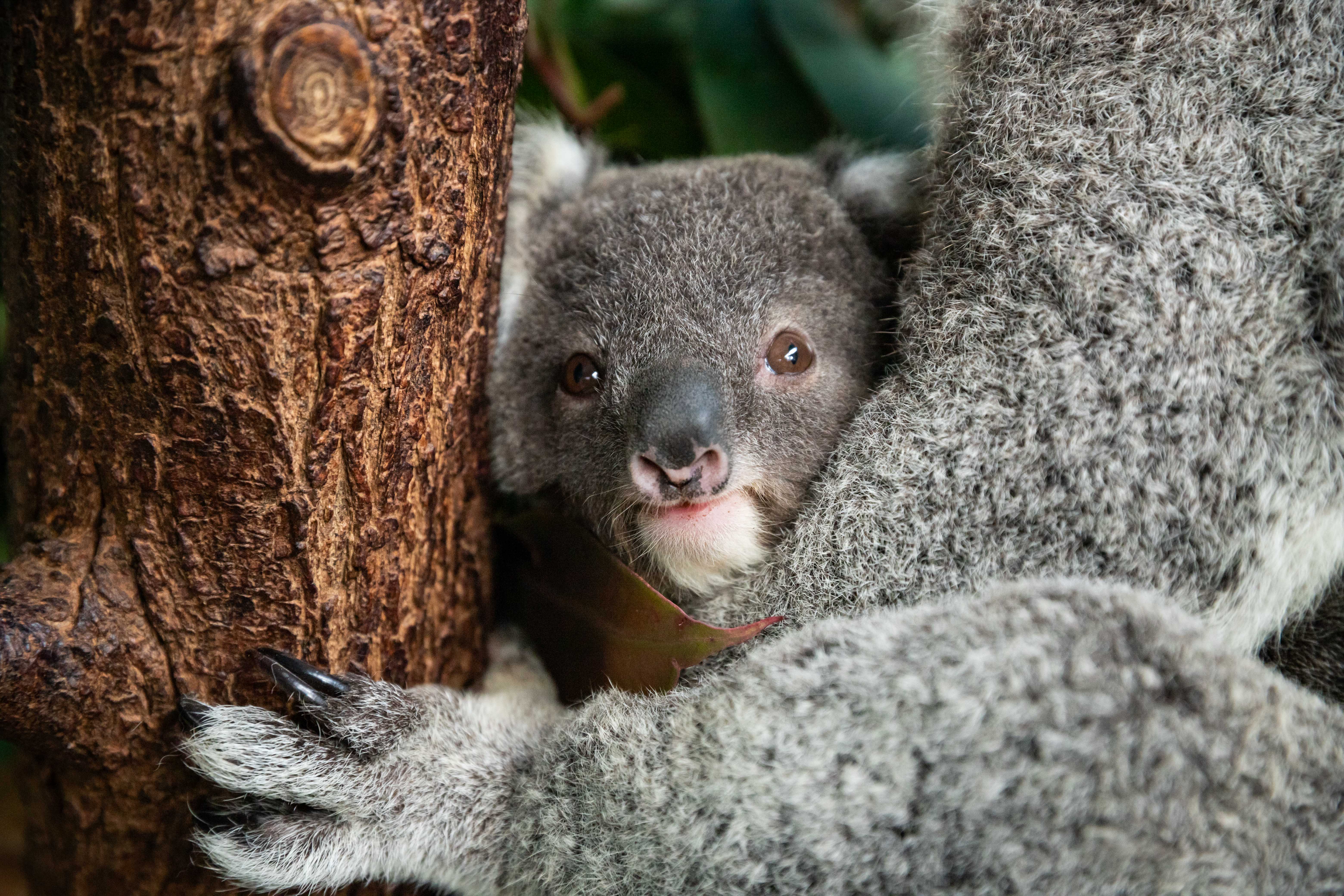 koala