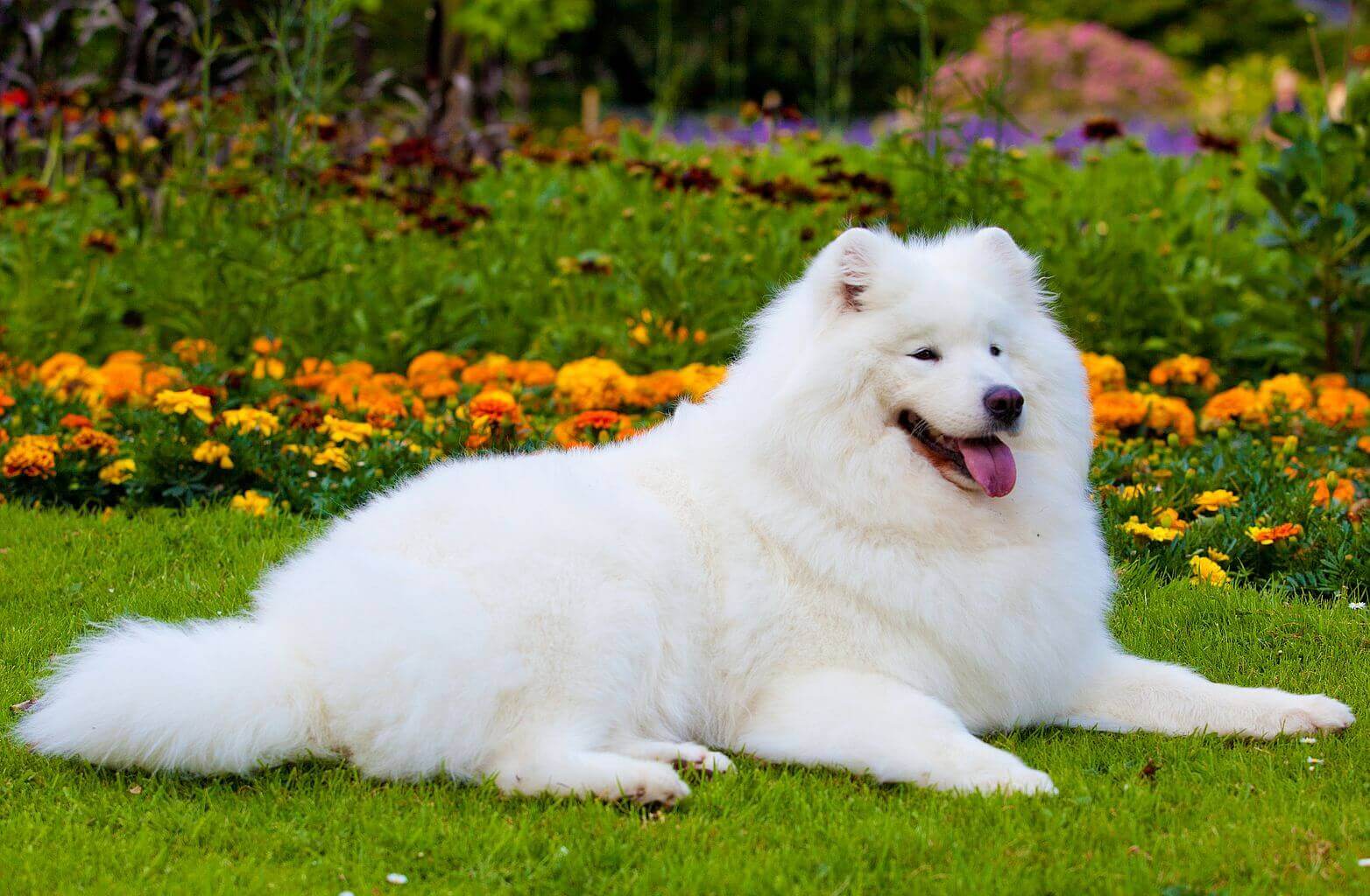 samoyed jaki szampon moze dla dzieci