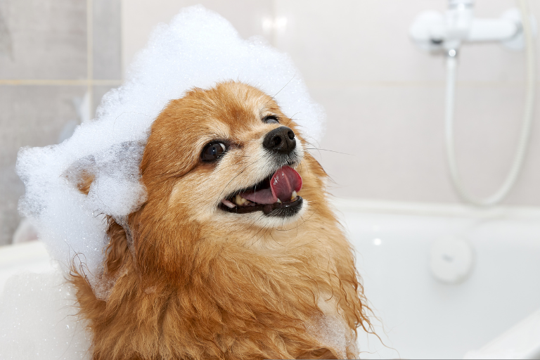 jaki szampon dla psa