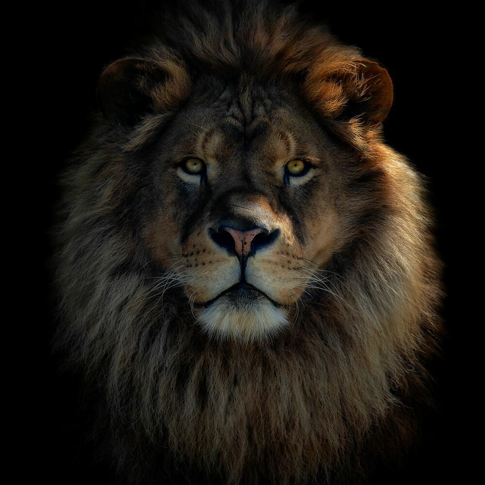 lion