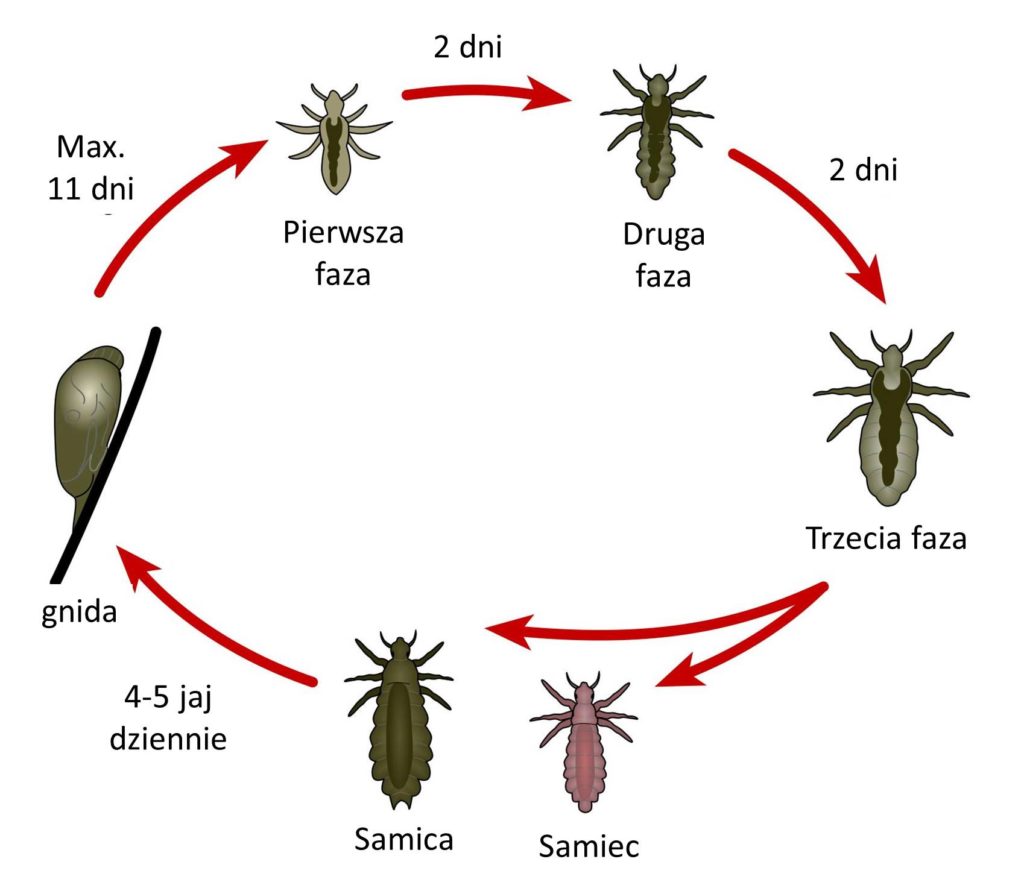 odżywka do włosów a wszy domowe sposoby