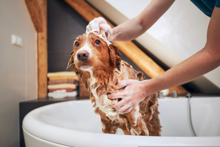 spaniel jaki szampon