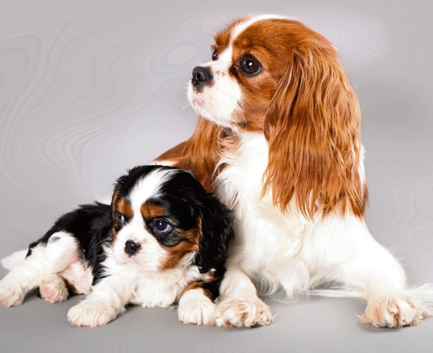 szampon dla cavalier king charles spaniel jaki polecacie