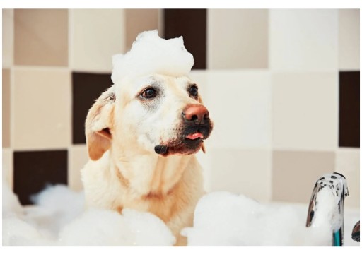 szampon dla psa nietestowany na zwierzteach