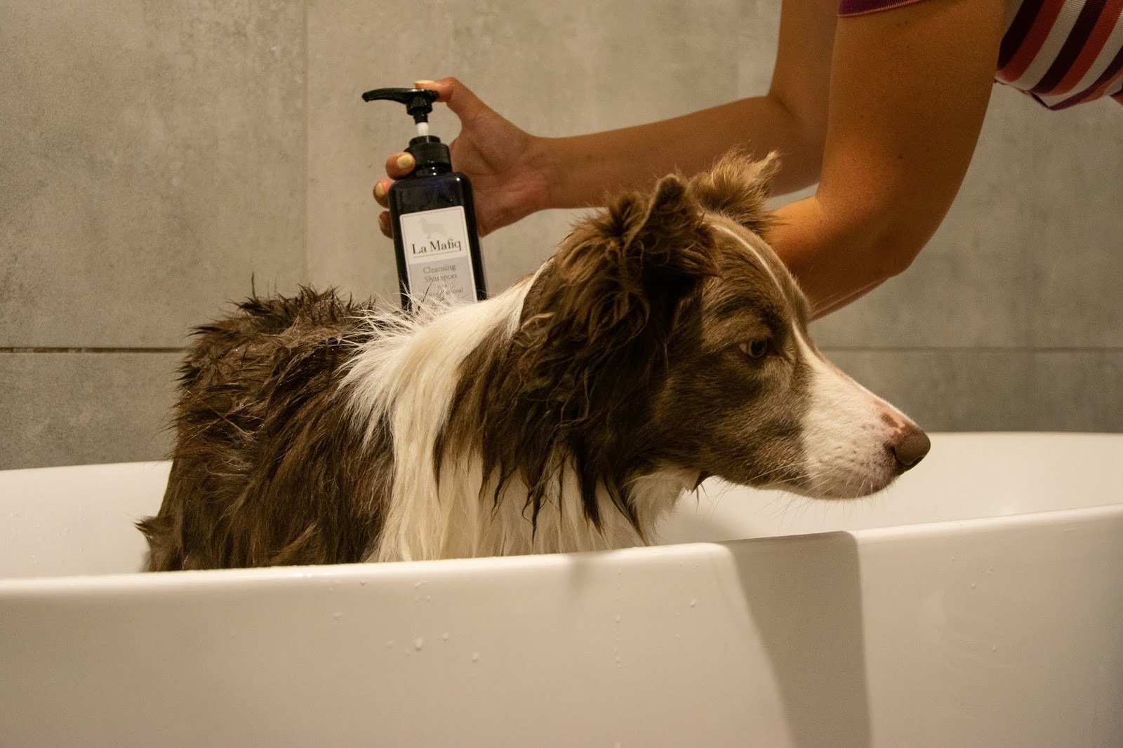 szampon dla szczeniaka border collie