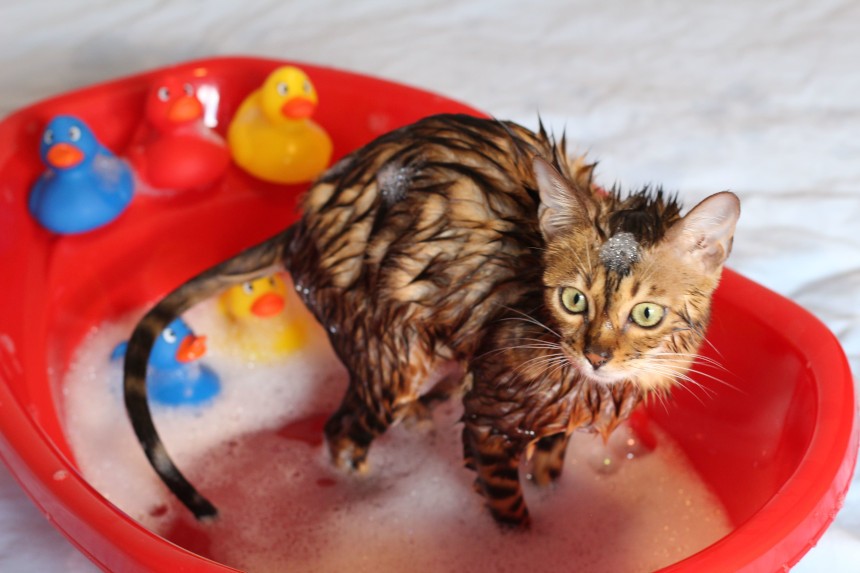 szampon na pchlyy dla kota