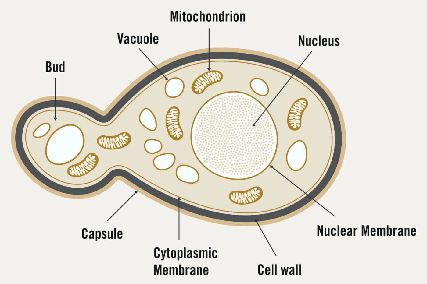 yeast